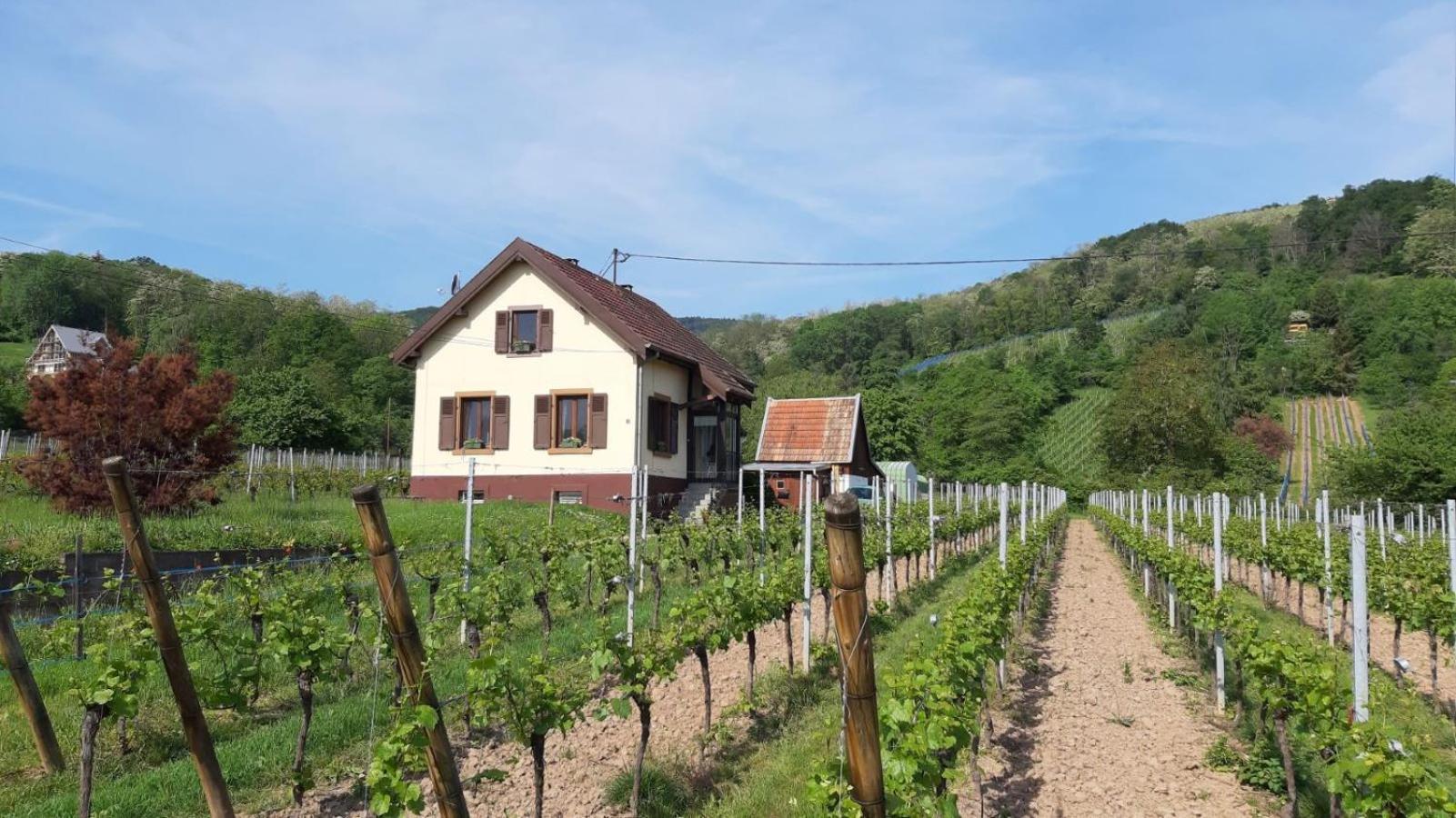 Dandelion Bed & Breakfast Ribeauvillé Εξωτερικό φωτογραφία